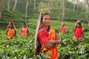 Indian tea plant